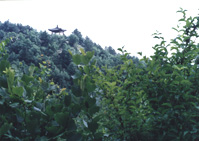 ����ƺ����ɭ�ֹ��@