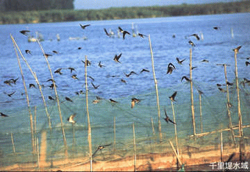 �����ǧ���