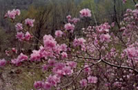 �������һɽ����ɽ