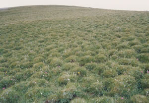 小五臺山森林公園