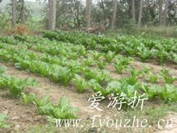 �����5̖�r(n��ng)��Ժ