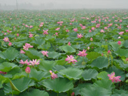 ������tɏ7̖(h��o)�r(n��ng)��Ժ