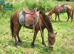 �Ծ��������r(n��ng)��Ժ