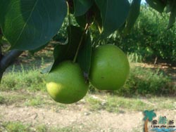 �Ծ����A���r(n��ng)��Ժ