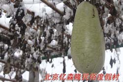 �����|ɭ¡���׶ȼٴ�