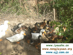 ���ȸ��ժ�^��@