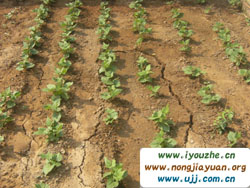 ����?zh��)����چ��r(n��ng)��Ժ