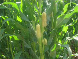 ����¡���B(t��i)�r(n��ng)�I(y��)����ɽ�f