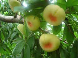 ����¡���B(t��i)�r(n��ng)�I(y��)����ɽ�f