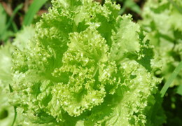 ���f���ܟ�Ӣ�r(n��ng)��Ժ