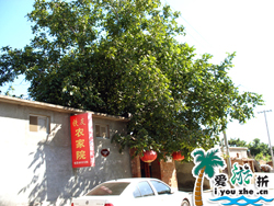 ���c�{���P�r(n��ng)��Ժ