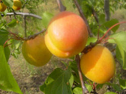 �����{�������e�r��Ժ