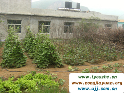 Ұ���°���{��ɽ�r(n��ng)��Ժ