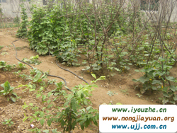 Ұ���°���{��ɽ�r(n��ng)��Ժ