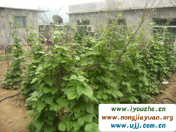 Ұ���°���{��ɽ�r(n��ng)��Ժ